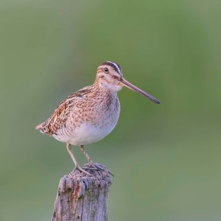 Snipe (Gallinago gallinago), standing on a wooden fence post, snipe birds, wildlife, nature