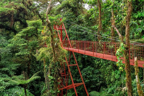 Red suspension bridge between the treetops in the rainforest, Monteverde cloud forest, Monte Verde,