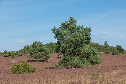 Heather blossom, trees, pine, Wilseder Berg near Wilsede, Bispingen, Lüneburg Heath, Lower Saxony,