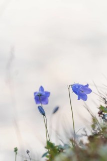 Harebell (Campanula rotundifolia), Rondane National Park, Venabygdsfjell, Rondafjell, Enden,