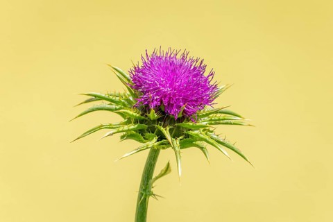 Blossom of carduus marianus (Silybum marianum) in close-up with blurred green background, Ternitz,