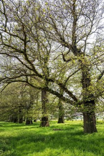 Tree avenue, sweet chestnut, chestnuts, Schloss Dyck, Jüchen, Lower Rhine, North Rhine-Westphalia,