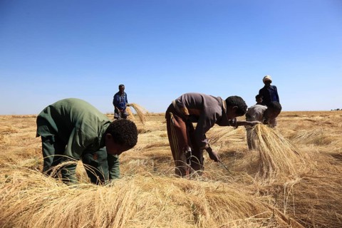 Amhara region, farmers harvesting teff, teff, tef, dwarf millet, Eragrostis tef, seeds are