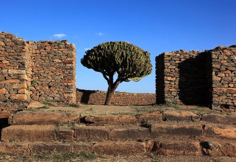 Ruins of the Palace of the Queen of Sheba near Axum, Aksum, Dongur Palace, Euphorbia candelabrum,
