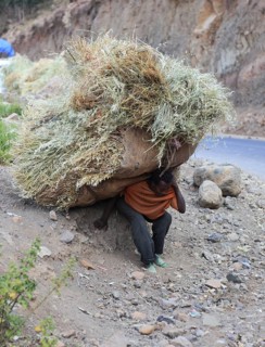In the highlands between Mekele and Lalibela, farmer carries his cut grain home on his back,