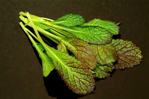 Salat, Gemüse, Rohkoste, Rote Senfsprossen, Brassica juncea / Senfgras, Blattsenf, Indischer Senf,