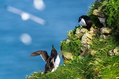 Razorbill, Alca Torda, birds on cliffs, Bempton Cliffs, North Yorkshire, England, United Kingdom,