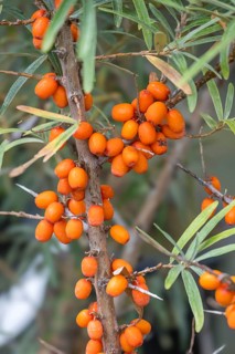 Common sea-buckthorn (Hippophae rhamnoides), fruit, North Rhine-Westphalia, Germany, Europe