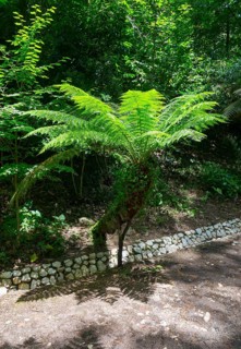 Farn im Schatten neben einem steinernen Weg in einem Wald, Baumfarn (Dicksonia antarctica), Mata