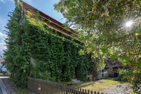 Historic hereditary farm overgrown with ivy (Hedera), Tauchersreuth, Middle Franconia, Bavaria,