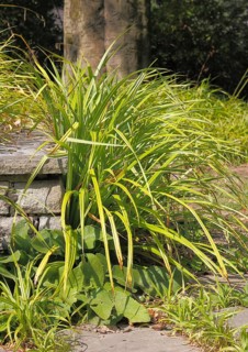 Sedge (Carex), in the park, North Rhine-Westphalia, Germany, Europe
