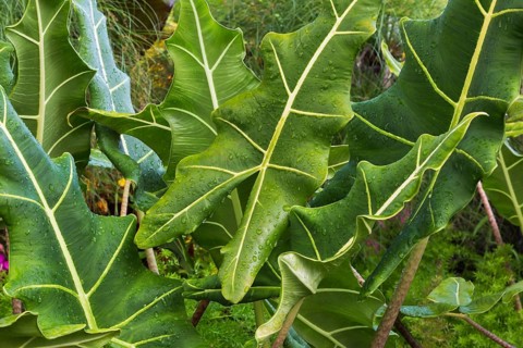 Close-up of Alocasia, Elephant's Ear leaves covered with raindrops in summer, Quebec, Canada, North