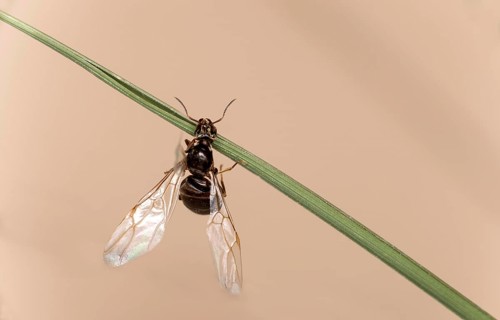 Winged female wood ant (Formica spec.) after hatching, Valais, Switzerland, Europe