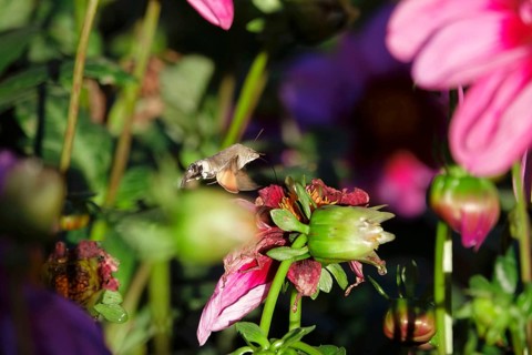 Hummingbird hawk-moth, October, Saxony, Germany, Europe