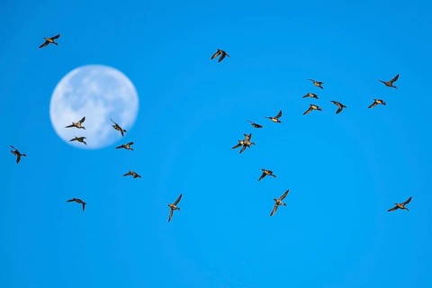 Flock of Northern Pintail (Anas acuta) with the moon in the background
