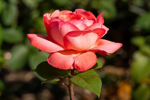 Red blossom of the hybrid tea rose (Rosa), North Rhine-Westphalia, Germany, Europe