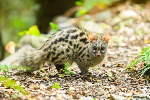 Common genet (Genetta genetta), cub wildlife in a forest, Montseny National Park, Catalonia, Spain,