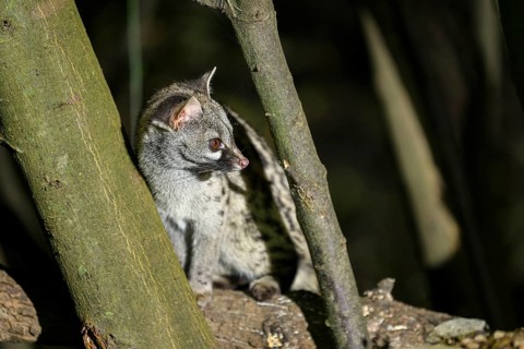 Common genet (Genetta genetta), wildlife in a forest, Montseny National Park, Catalonia, Spain,