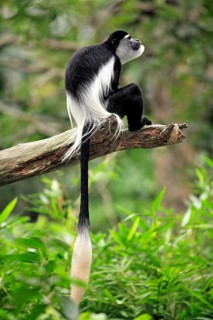 Angola marmoset monkey (Colobus angolensis), Angola, marmoset monkey, adult, tree, male, Africa