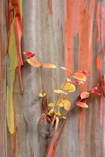 Rainbow Eucalyptus (Eucalyptus deglupta), rainbow tree, detail, leaves, bark, Australia, Oceania