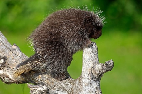 Urson (Erethizon dorsatum), tree porcupine, North American tree porcupine, adult, climbing, tree,