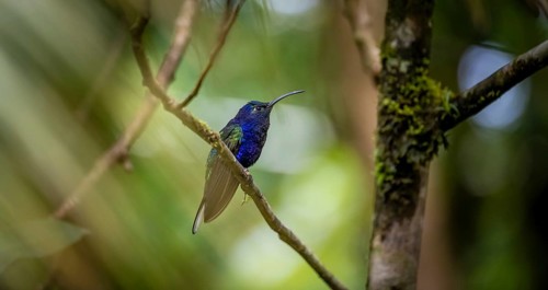 Purple hummingbird wing (Campylopterus hemileucurus), blue hummingbird sitting on a branch,