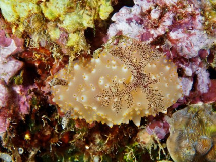 A single brown-yellow nudibranch with blotchy skin, Batangas Halgerda (Halgerda batangas), on coral