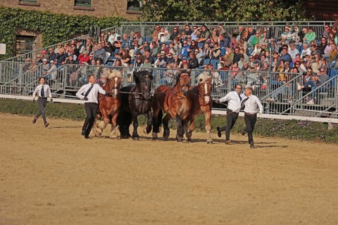 Warendorf State Stud, stallion parade, cold-blooded paddock
