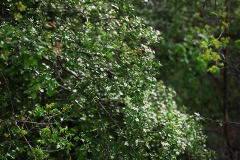 Iserlohn. This year's unusually warm weather in April has already given us a May. Nature exploded