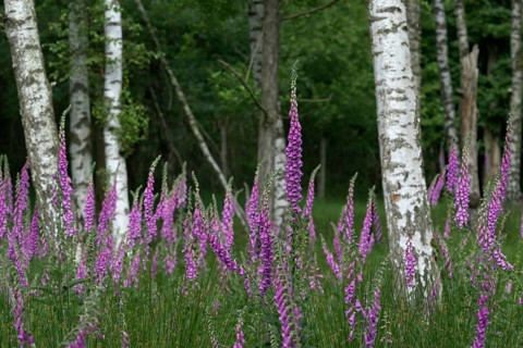 Common foxglove (Digitalis purpurea) and birch trees (Betula pendula), Lower Rhine, North