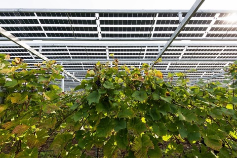 Solar plant in the vineyard, solar cells, solar modules, solar power plant, photovoltaic plant,