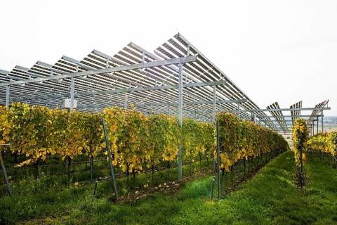 Solar plant in the vineyard, solar cells, solar modules, solar power plant, photovoltaic plant,