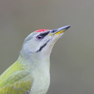 Grey-headed woodpecker (Picus canus), male, portrait, wildlife, nature photography, woodpeckers,