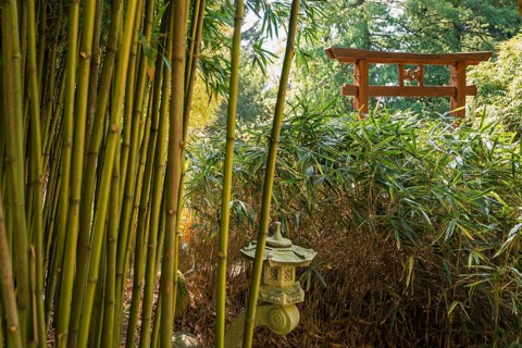 Bamboo, Botanical garden, Spring, Villa Carlotta, Tremezzo, Province of Como, Lake Como, Lago di