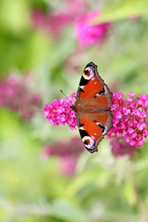 Peacock butterfly (Inachis io) sucking nectar on butterfly bush (Buddleja davidii), in a natural