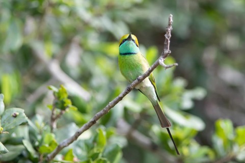 Bronze-crowned Emerald Bee-eater (Merops orientalis) sitting on a branch in Yala Natioal Park,