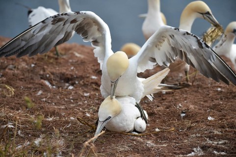 Gannets (Morus bassanus) mating on Heligoland, Schleswig-Holstein, Germany, Europe