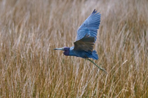 Great Blue Heron (Egretta caerulea), flying over marsh grass, Black Point Wildlife Drive,