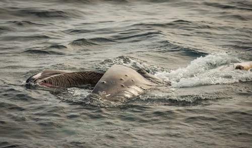 Humpback whale (Megaptera novaeangliae) feeding at the sea surface, Barents Sea, Northeast Iceland,
