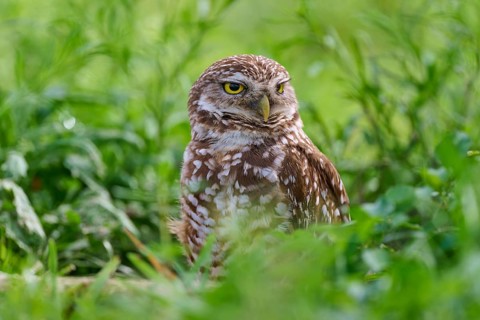 Burrowing owl (Speotyto cunicularia), sitting in a meadow, Pembroke Pines, Florida, USA, North