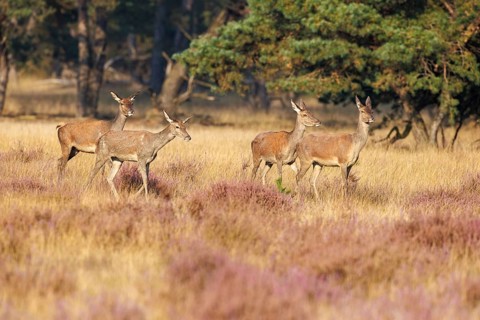 Red deer (Cervus elaphus), Hoge Veluwe National Park, Netherlands