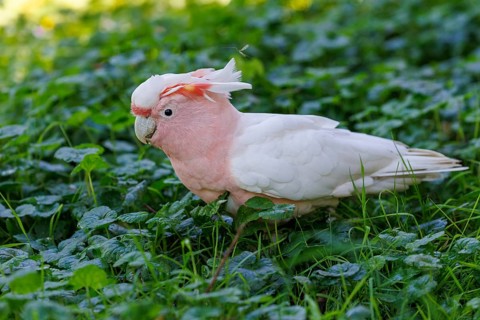 Inca cockatoo (Cacatua leadbeateri), Germany, Europe