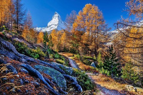 Hiking trail on the Riffelalp with golden yellow larches and Matterhorn 4478m in autumn, Zermatt,
