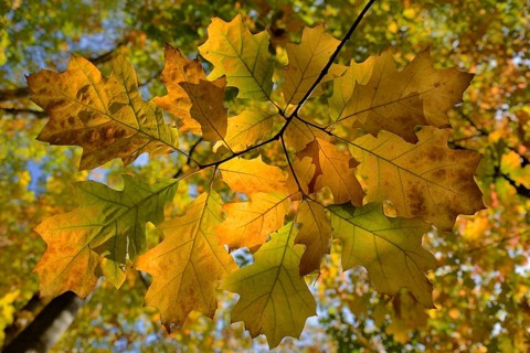 Red oak (Quercus rubra), branch with autumn leaves against the light, North Rhine-Westphalia,