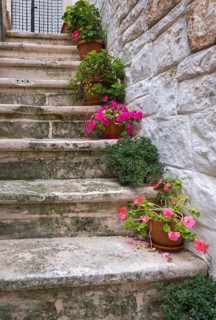 Weathered stone staircase decorated with colourful flowers in terracotta pots, Cisternino, Apulia,