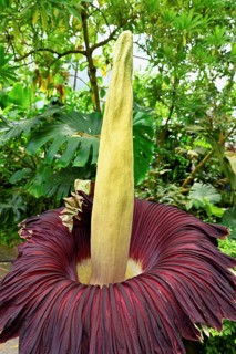 Flower of the titanium root (Amorphophallus titanum), largest flower in the world, Botanical Garden