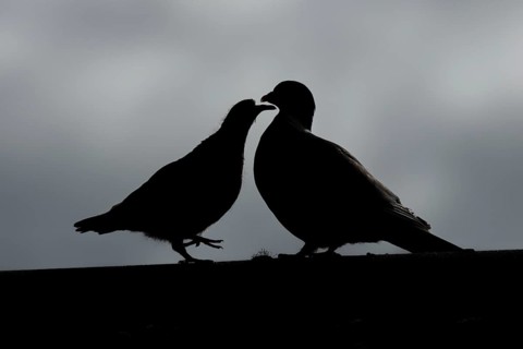 Wood pigeon (Columba palumbus) silhouette of two birds a juvenile baby cobb asking for food from an