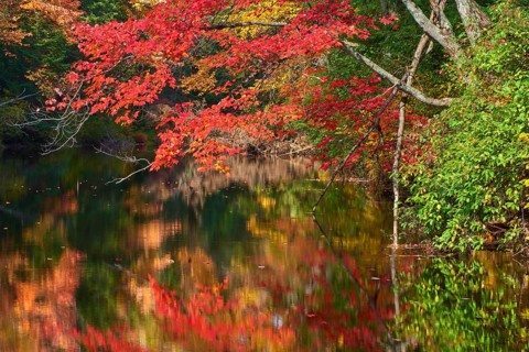 Red maple (Acer), with colourful autumn leaves on the bank of a quiet river, Ontario, Canada, North