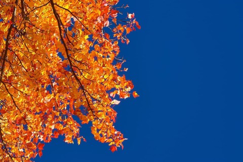 Maple (Acer), with orange-red foliage against a bright blue sky, New Hampshire, New England, USA,