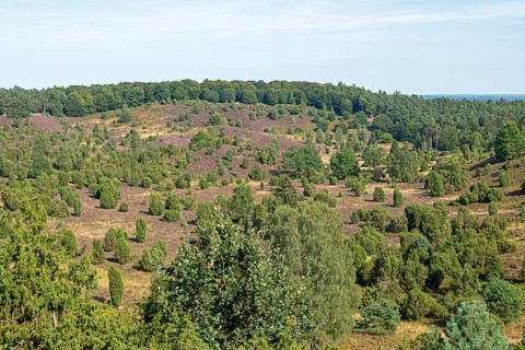 Juniper (Juniperus communis), Totengrund near Wilsede, Bispingen, Lüneburg Heath, Lower Saxony,